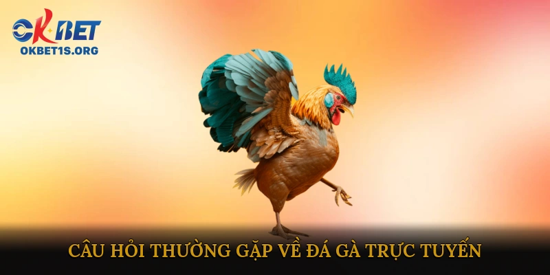 FAQ – Câu hỏi thường gặp về đá gà trực tuyến
