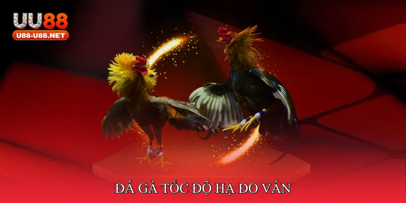 đá gà tốc độ hạ đo ván