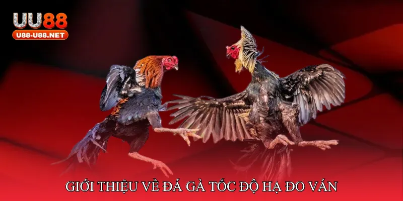 Giới thiệu về đá gà tốc độ hạ đo ván