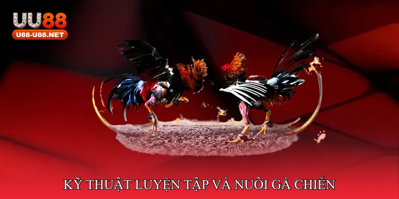 Kỹ thuật luyện tập và nuôi gà chiến