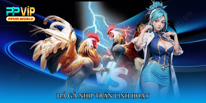 Đá gà nhịp trận linh hoạt
